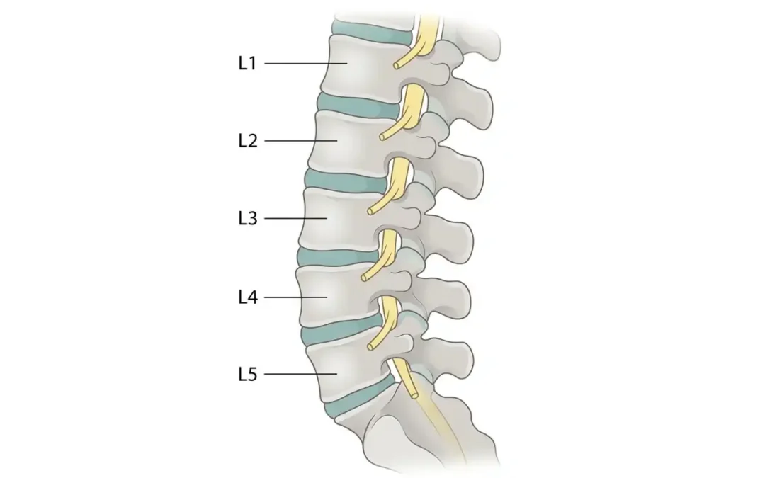 When A Spinal Bone Slips Forward