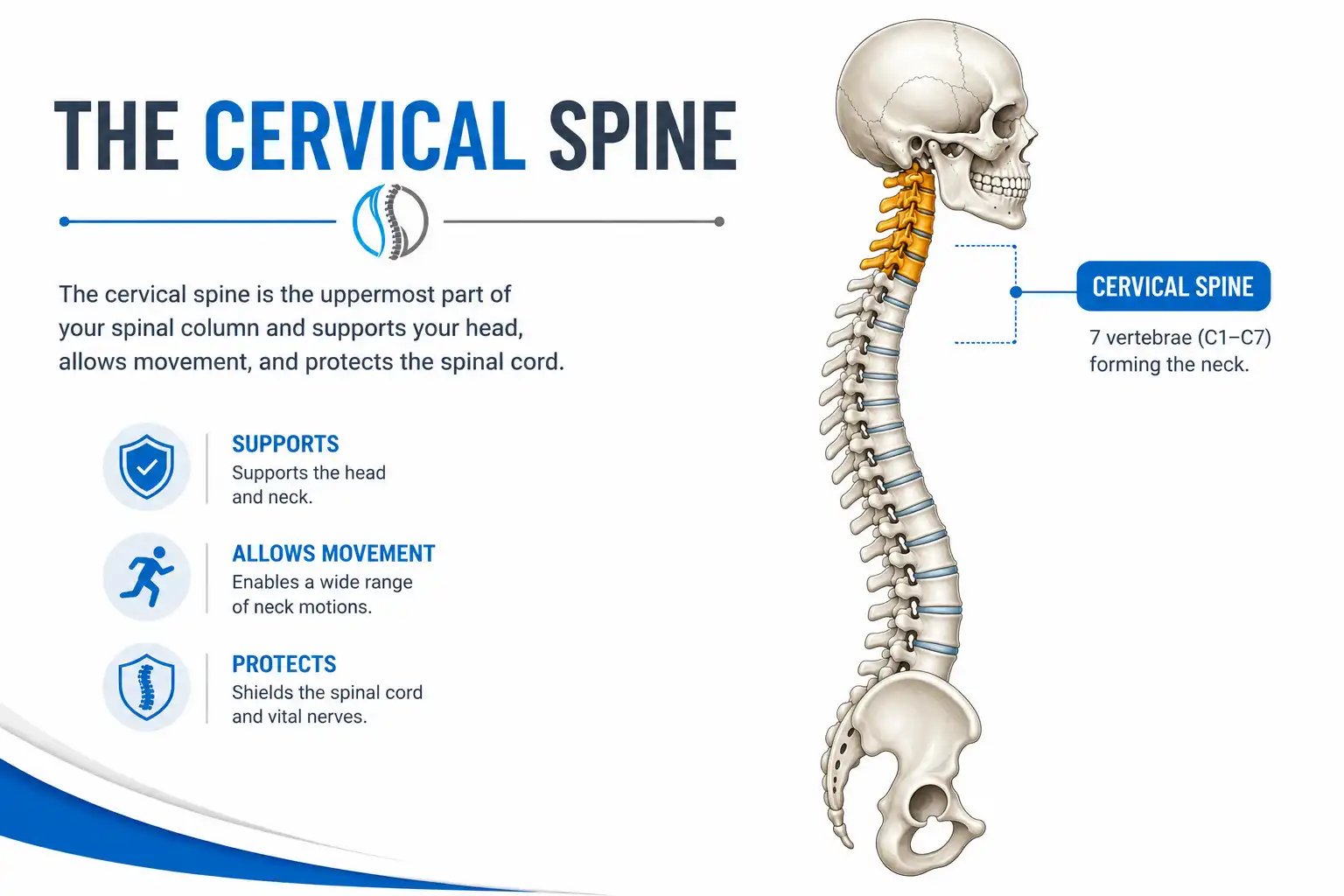 cervical spine cervical spine